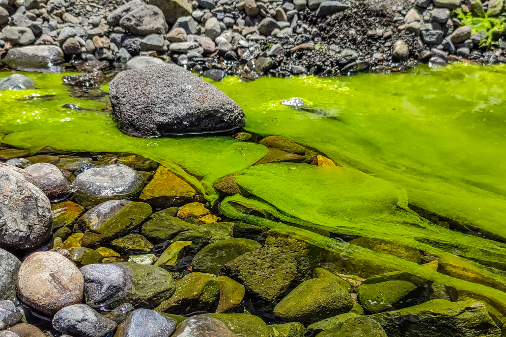 Río taburiente, detalle.