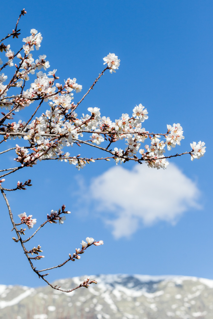 Almendros en El Arenal