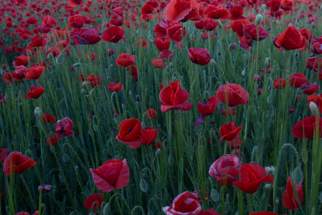 Amapolas en el Tiétar
