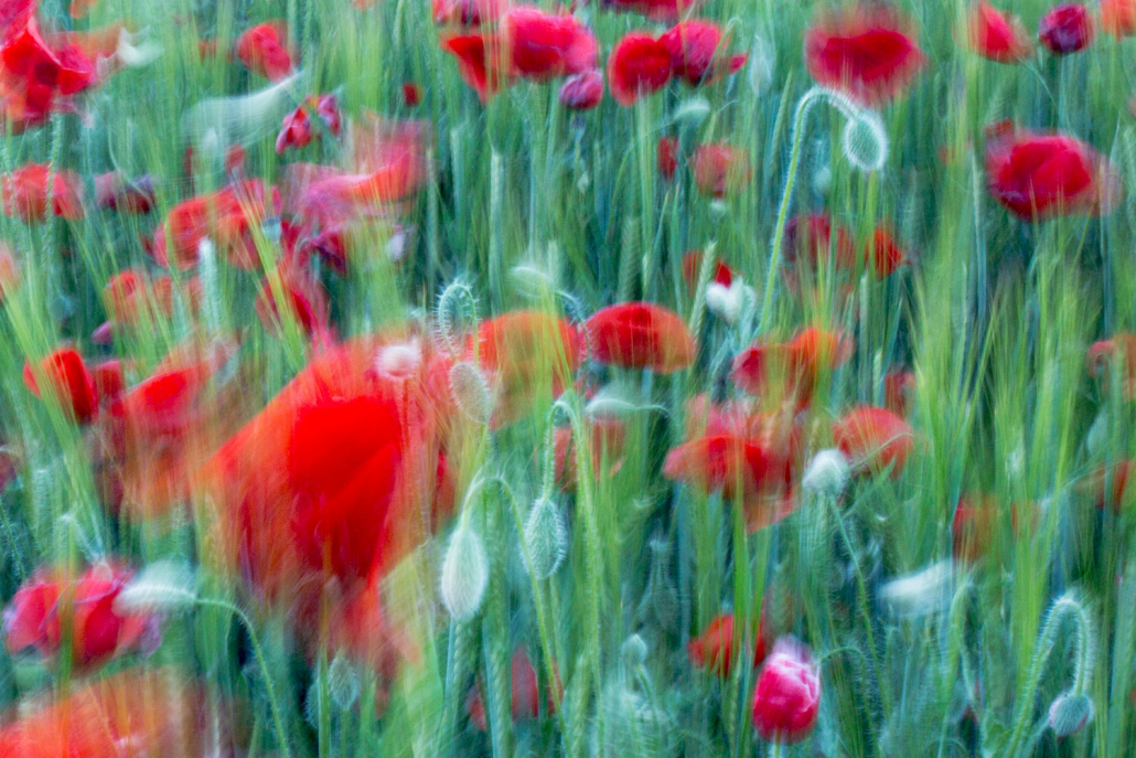 Efímera, amapolas en El Tiétar