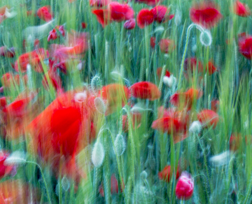 Efímera, amapolas en El Tiétar