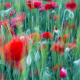 Efímera, amapolas en El Tiétar